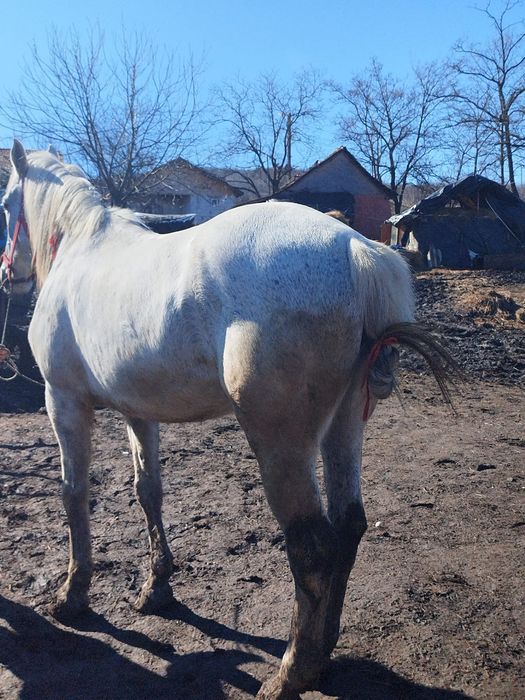 De vânzare iapa de 170 înălțime