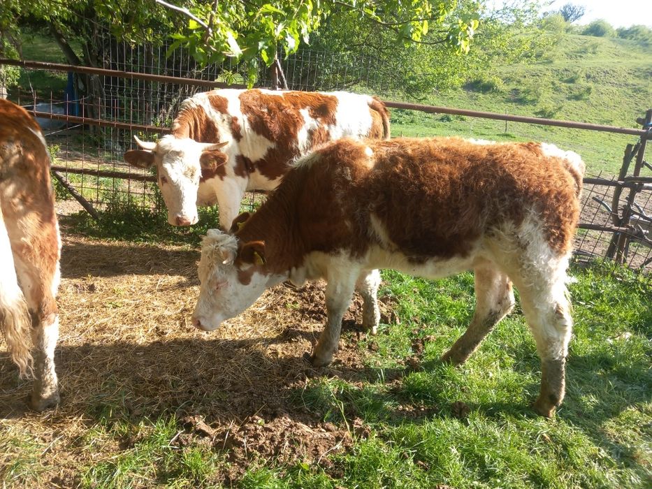 Văcuțe juninci de vânzare