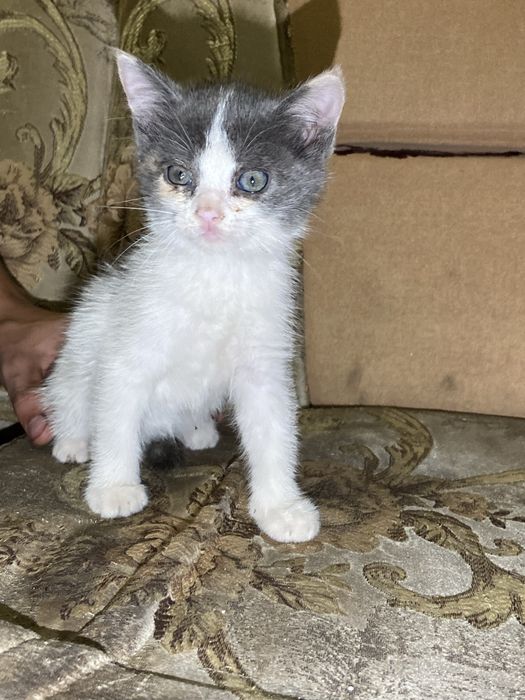 Отдам котят в хорошие руки