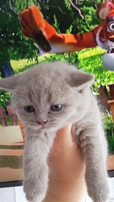 Британские котята