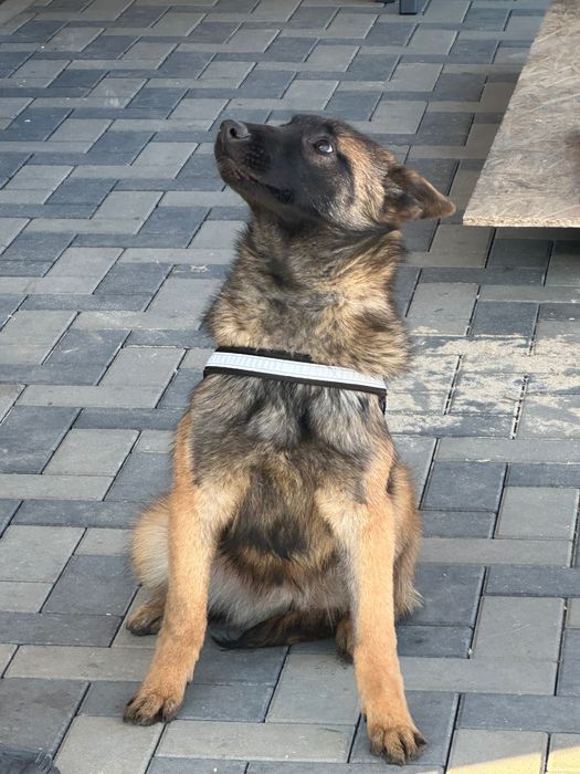 Femelă Malinois 6 luni cu pedigree tip A