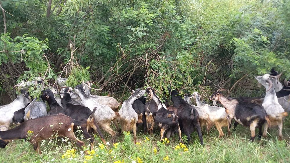 Capre bune de lapte.