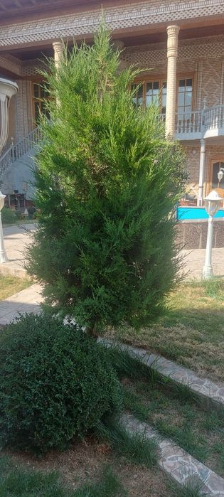 Archa kesish va gazon ekish xizmati