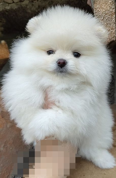 Шпицы мини мальчики и девочки