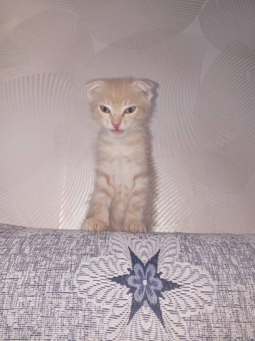 Вислоухий рыжий Мальчик котёнок