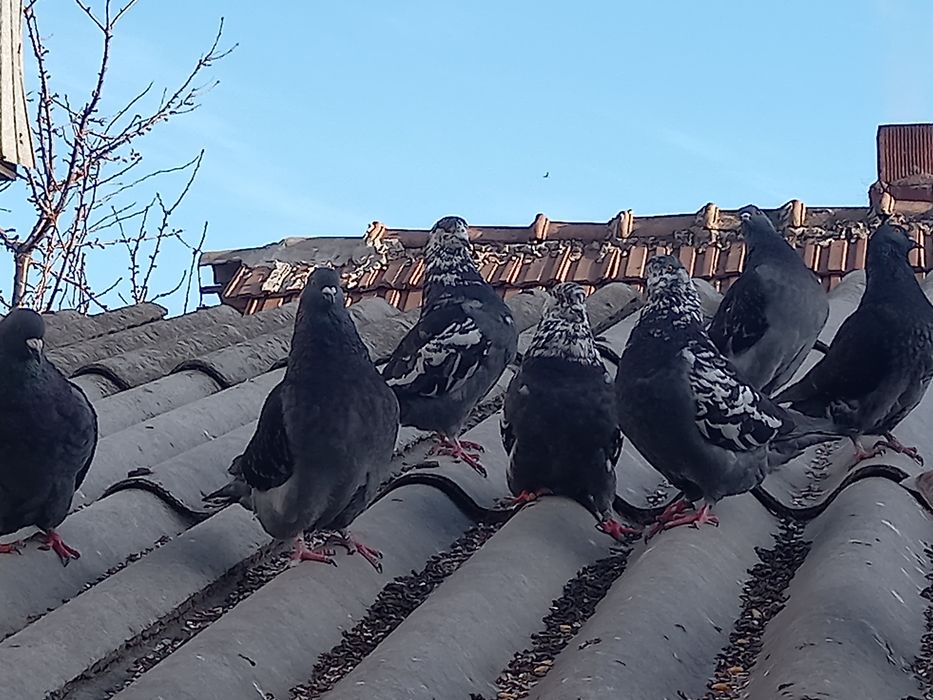 Vând 12 porumbei gainari stil vechi