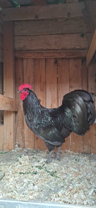 Cocoșii australorp negru