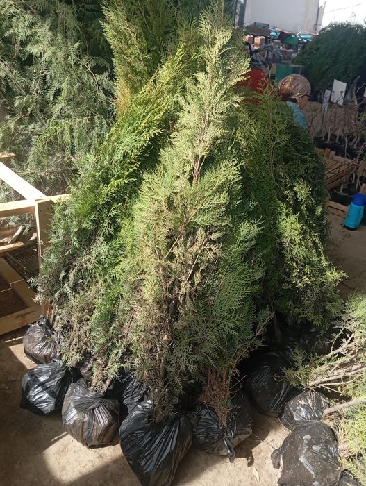 Ёлка туя кампак книжний барлигиннан бар,орайлик базарда отирип сатаман