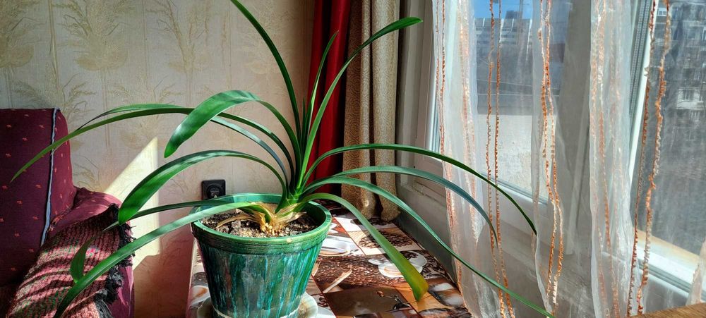 Китайска роза - 2бр.,кливия