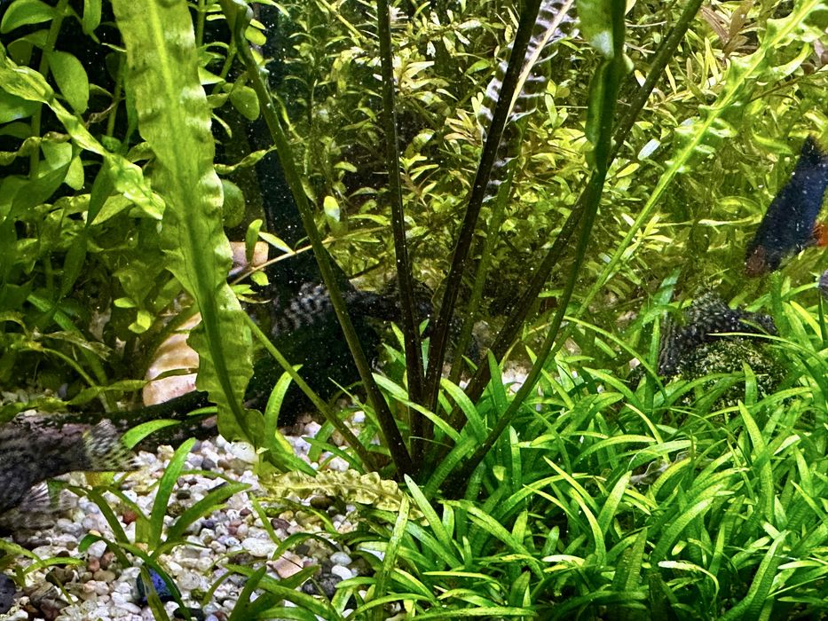 Анцитрусы светлые и темные