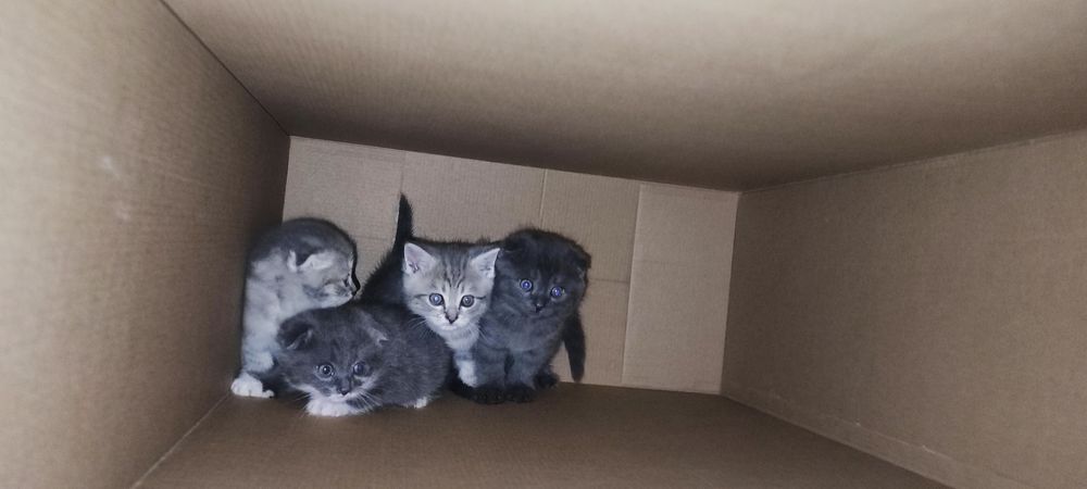 Срочно продаются Скоттиш Фолд и Скоттиш Страйт
