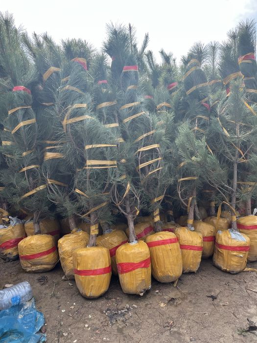 Саженцы оптом продам