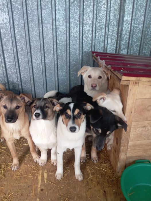 Щенки по 7 месяцев