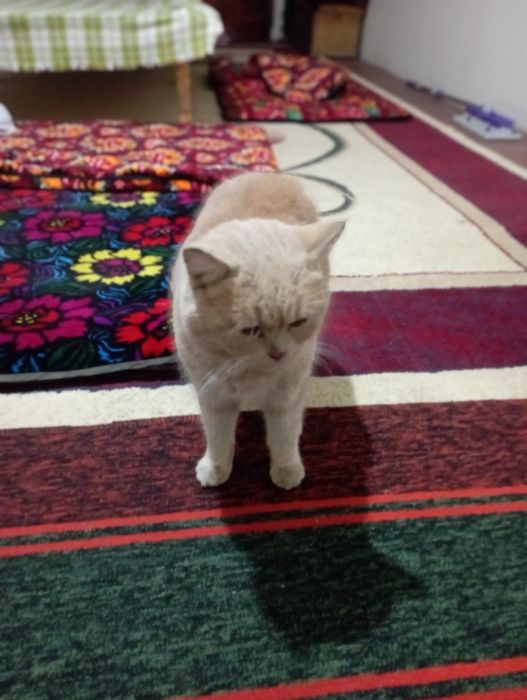 Mushuk sotiladi Biritanski skotsh