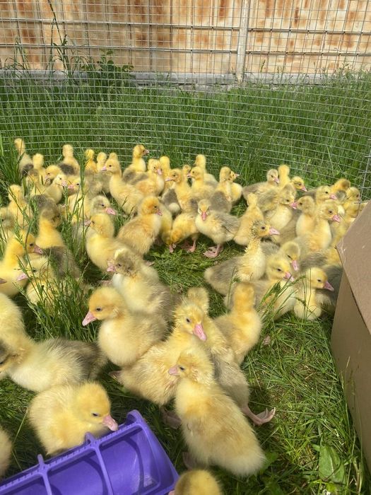 Продам.      Гусята