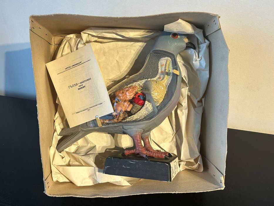 Соц Учебен Анатомичен Модел на Гълъб