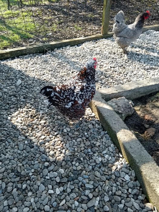 Vând 2 Găini Sussex Porțelan+Cocoș HD