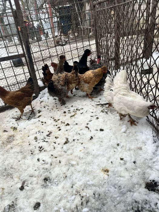 De puicute de 7 luni de vanzare