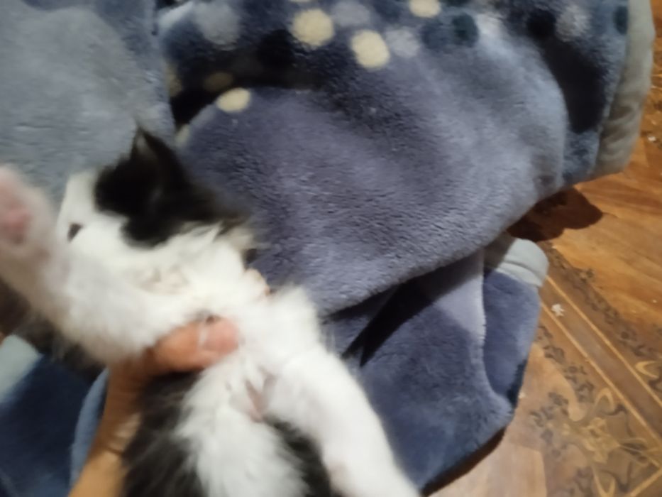 Отдам котят даром