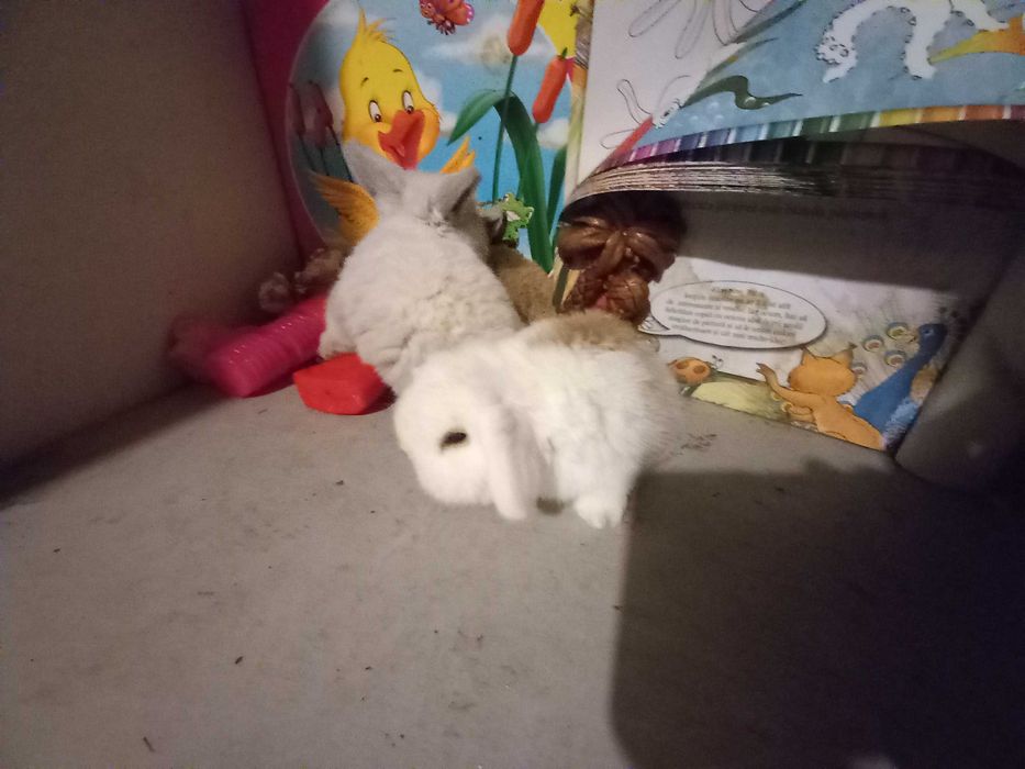 Iepurasi Berbec Pitic Mini Toys Iepuri Pitici de Companie