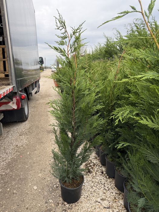 Cupressocyparis Leylandii
