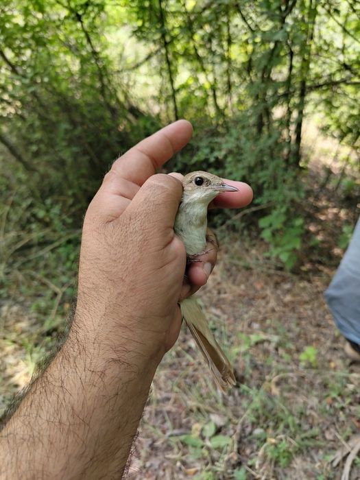 Xohiz bulbuli aprelda uwalgan quwla