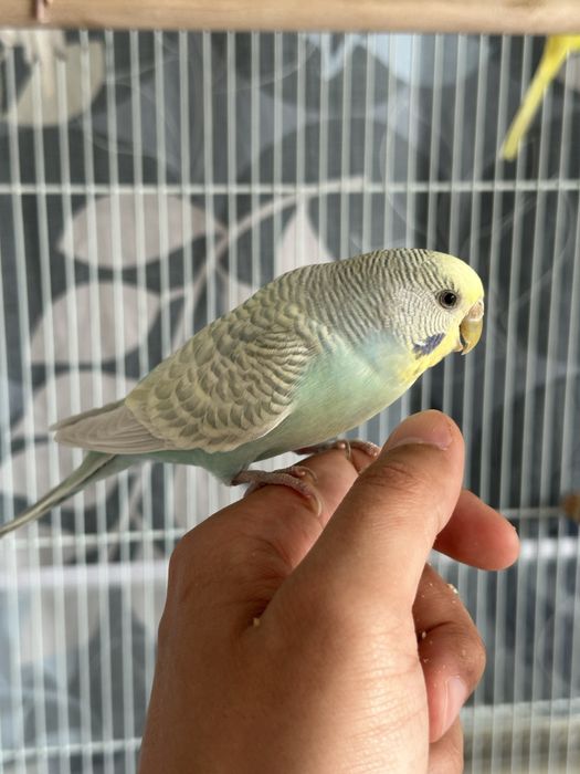 Пара волнистые попугаи