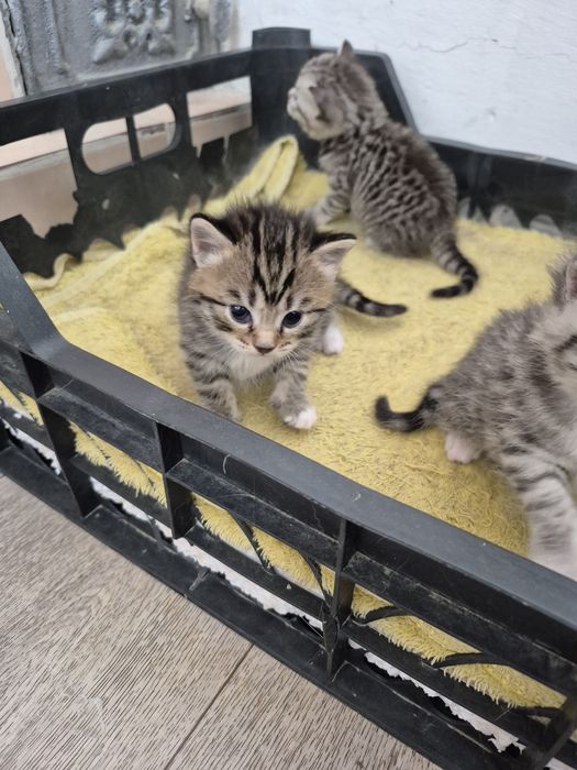 Котята породистые 1 мес