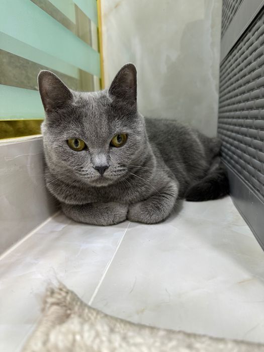 Отдам кошку scotish strayt