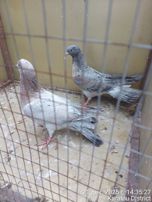 Голуби Широкохвостые