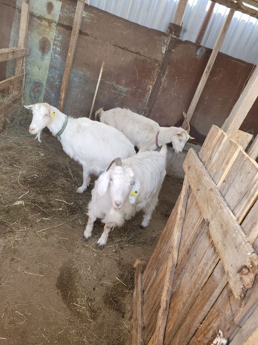 Ешкілер сатылады