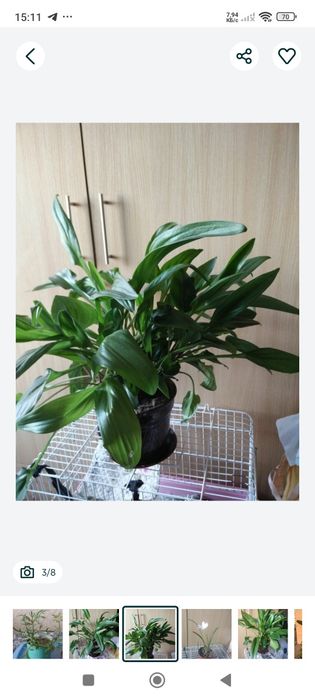 Комнатные растения