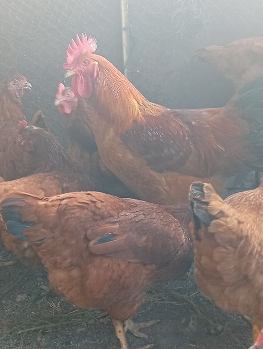 Продам курочек и петушков