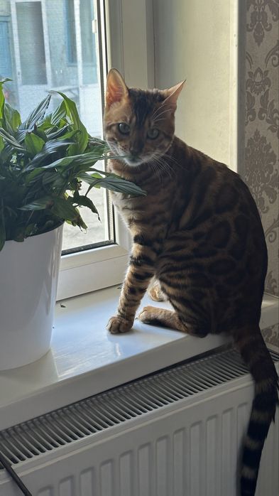 Бенгал мушуги сотилади