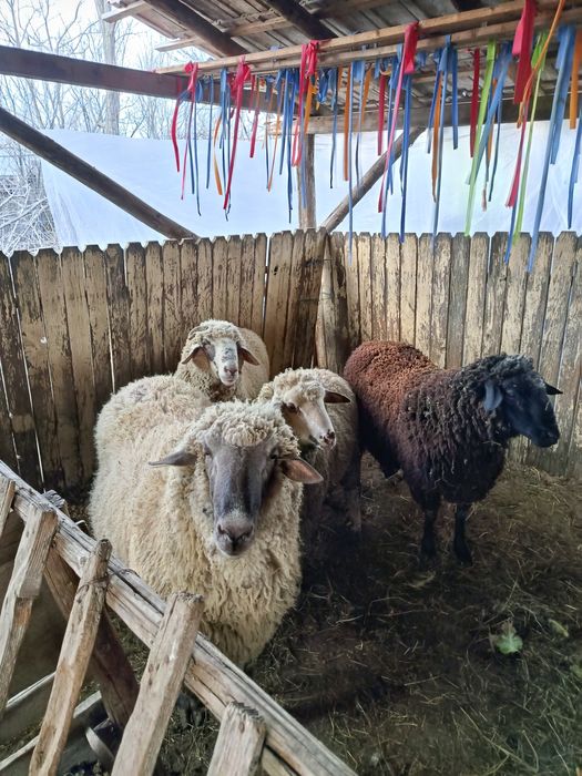 Berbeci de vânzare Buzau