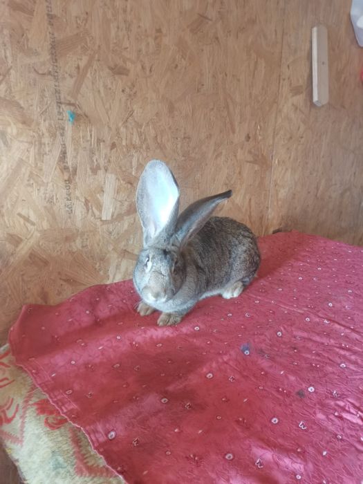 Femela urias german gri  montată