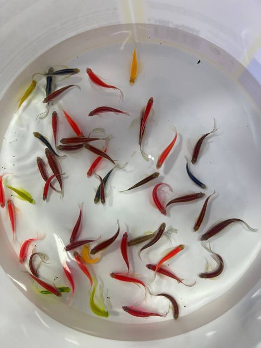 Akvarum va baliq magazin