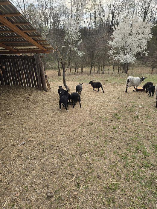 Vând berbecuț Romanov