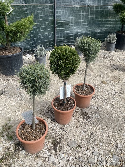 Copăcei pe tijă mai multe