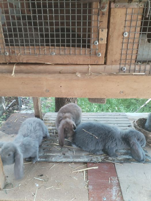 Крольчата 2,5 месяца фб