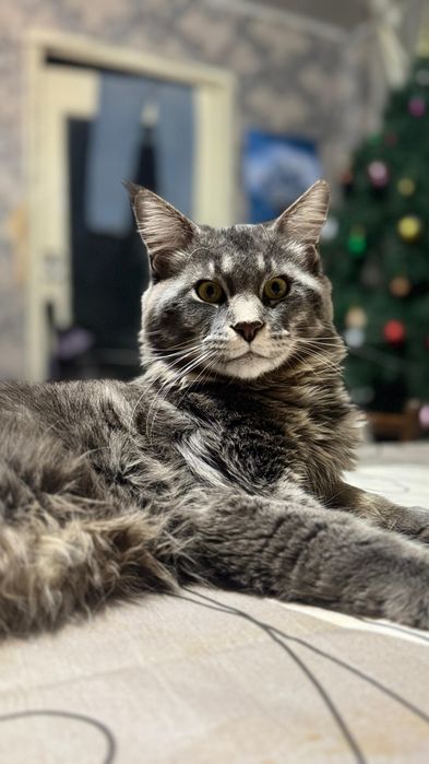 Продам Мейн куна