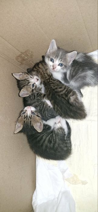 Подарявам котенца