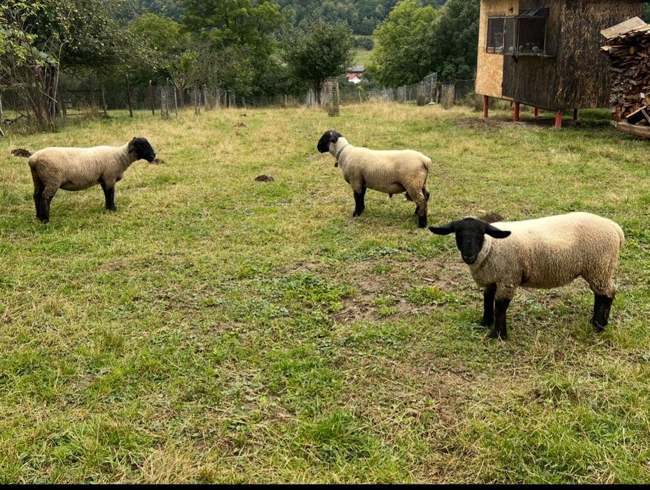 Vand mielute suffolk