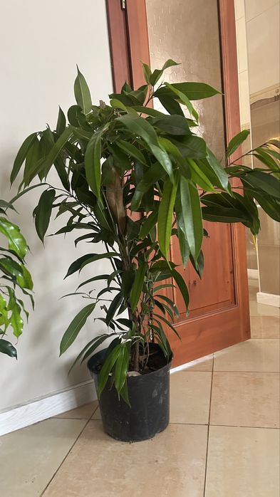 Продам комнатные цветы