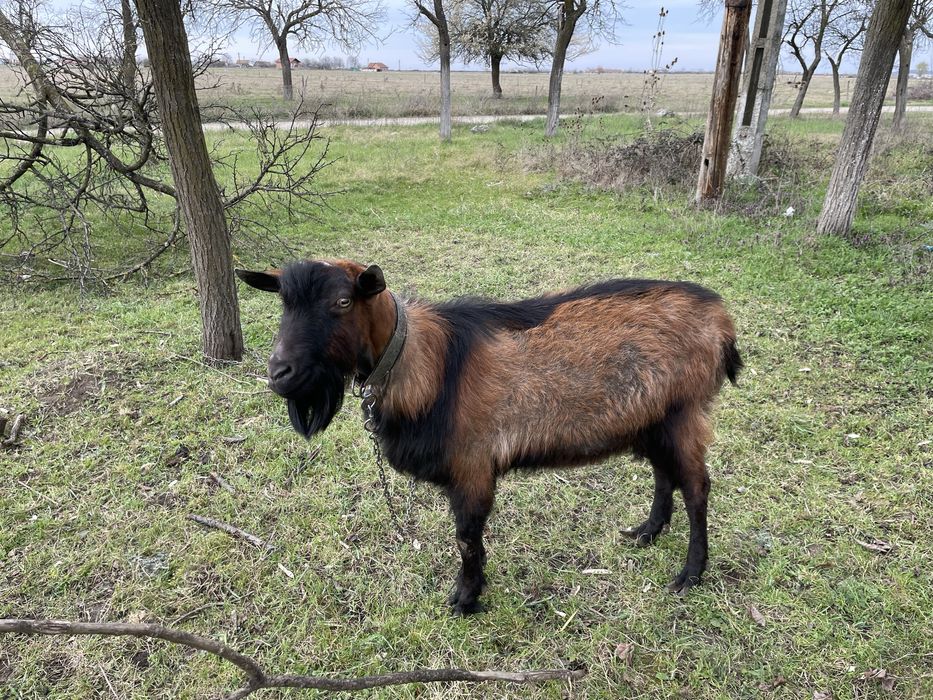 Vând o iadă și un țap anglo