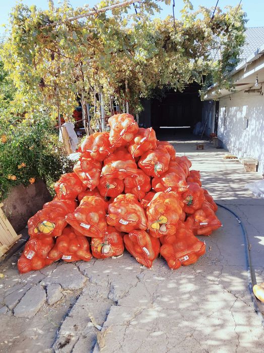 Продам тыквы срочно