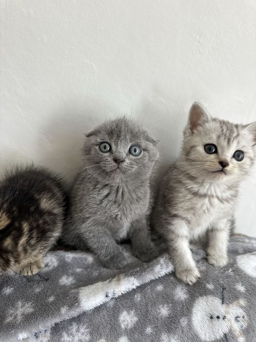 Продам породистых котят