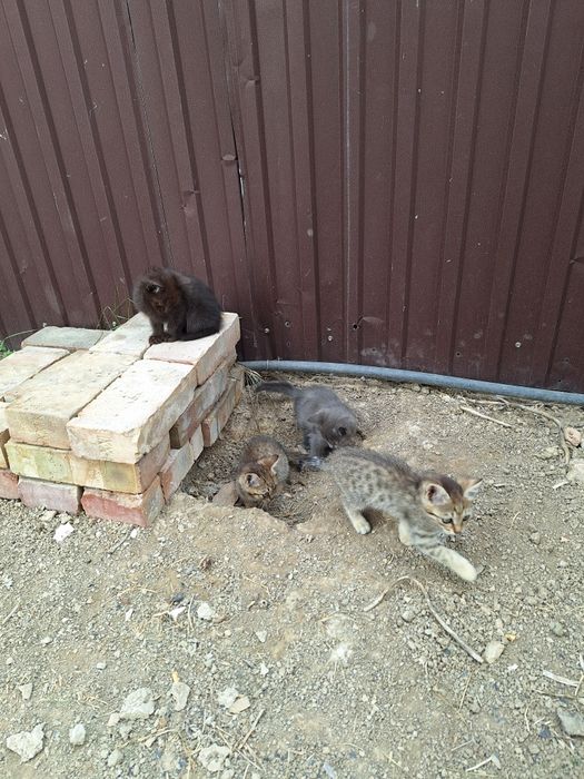 Котята отдам даром