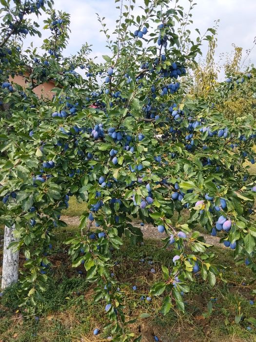 Pere și prune pentru țuică