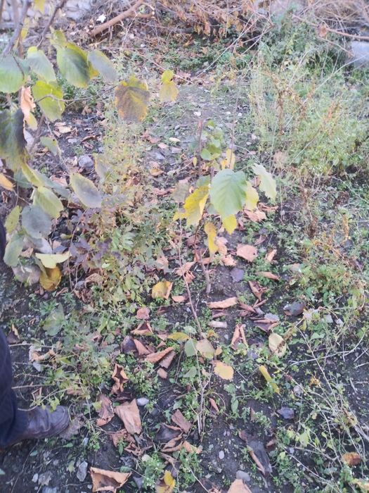 Funduk yong'og'i (фундук е'нгоги) ko'chatlari sotiladi,1 yoshdan 4 yos